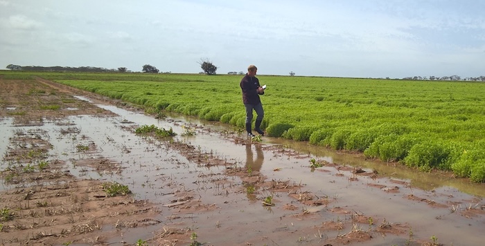 Man inspecting flood in lupin crop 
