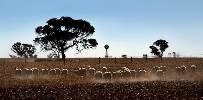 sheep walking in drought ridden paddock.