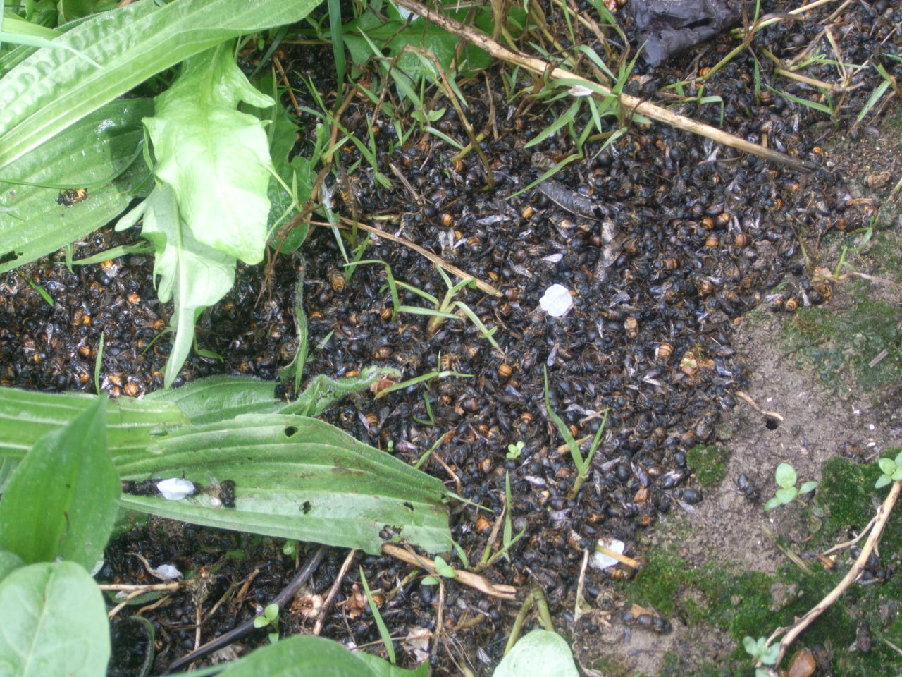 overhead image of dead bees among green foliage