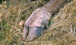  Badly burnt hoof