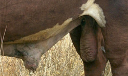 Scabbed sheath and scrotum of cattle