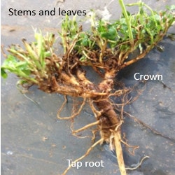 Lucerne plant consists of tap root, crown, stem and leaves 