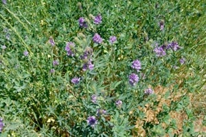 Green stem with purple flowers