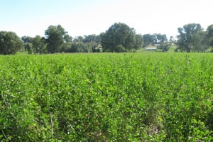 Tall lucerne pasture 