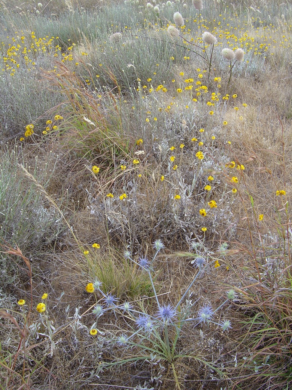 Grassland with wild flowers and herbs