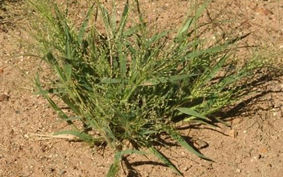 Hairy panic plant with long grass like leaves