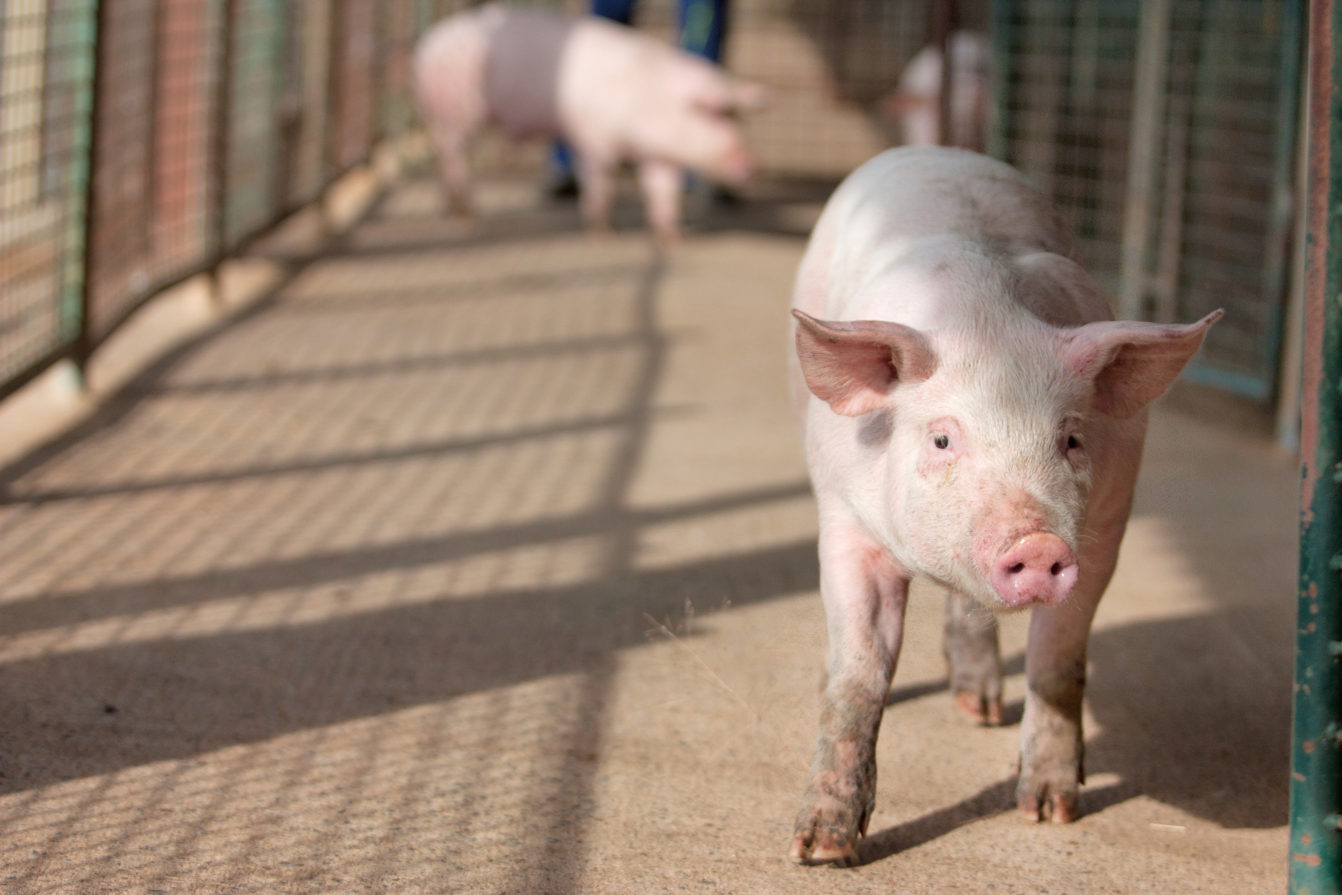 Close up photo of a pig.