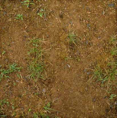 Soil with 20% groundcover