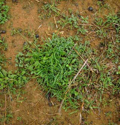 Soil with 40% groundcover