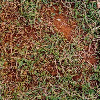 Soil with 50% groundcover