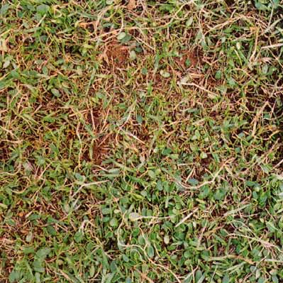 Soil with 80% groundcover