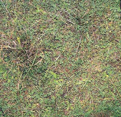 Soil with 90% groundcover