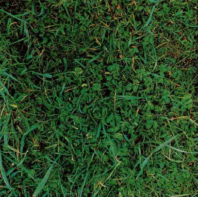 Soil with 100% groundcover