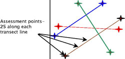 Criss-crossing transects with 25 points along each assessment line