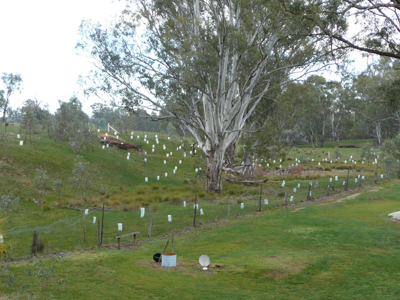 Tall tree sits in the middle of new growth bushes to become a shelterbelt.