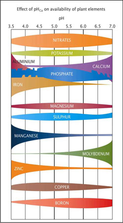 The level of pHCa impacts both the availability of soil elements and the way they interact with each other. A pH between 5 and 6 usually has the ideal combination of elements.