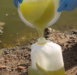 Blue-green water affected by algae being poured into a sample bottle