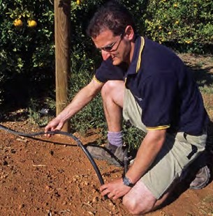 Image of a person demonstrating how offtakes can be shortened, and laterals extended to ensure the last tree in the row receives adequate moisture. 