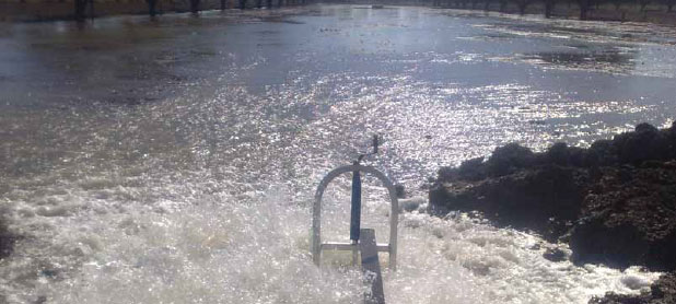 Pipe and riser irrigation in action.