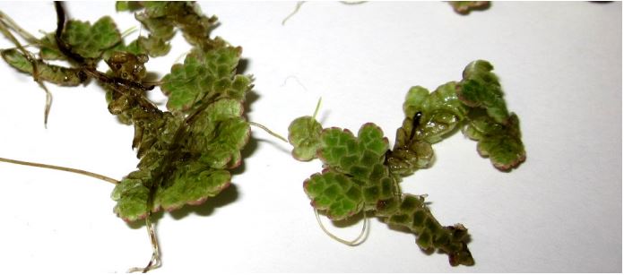 Azolla shown under a microscope.