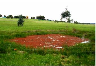 Farm dam with azolla free floating on top, forming a red mat.