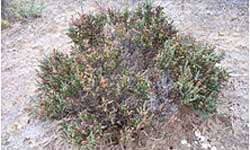 Native plant on dry ground