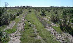 Saltbush at its limits of usefulness in saline land rehabilitation at Tammin, WA, with groundwater 1.5 times saltier than seawater