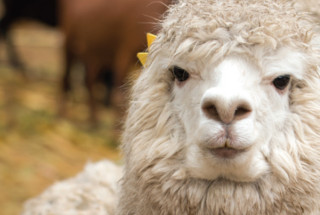 Close up of an alpaca's face