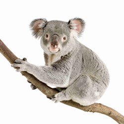 Koala sitting branch