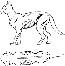 Drawing of emaciated cat, description to follow