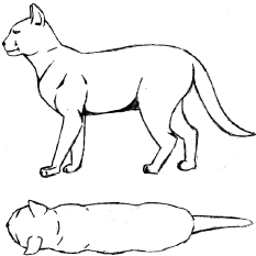 Drawing of an ideal condition cat, description to follow