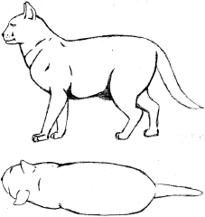 Drawing of a overweight cat, description to follow