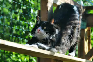 Cat stretching out on wooden railing as part of wire enclosure