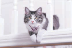Cat sitting in-between the railings on staircase