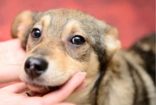 Hands holding dog under mouth and back of head