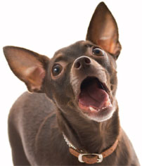  Small dog barking