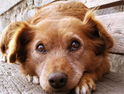  Dog lying down, eyes wide open