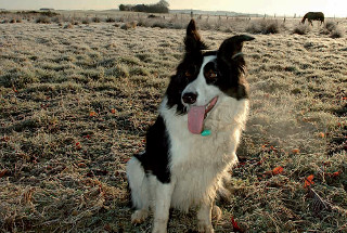  Working dog sitting in farm paddock, tongue out