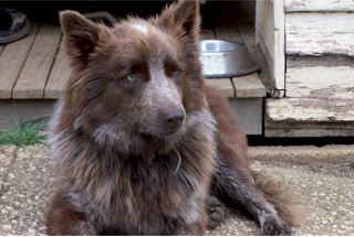 Dog sitting outside its kennel 