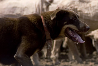 Working dog rounding up sheep