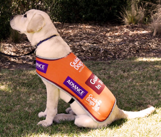 Guide dog in garden wearing orange dog jacket