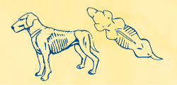 Sketch of dog, very thin with ribs showing