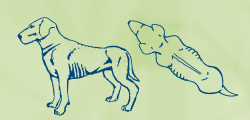 Sketch of dog with ribs showing at bottom of stomach