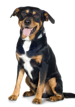 Happy dog with tongue out