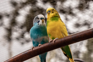 Blue and yellow bird sitting on branch