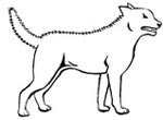 Sketch of dog standing up straight, tail up