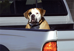  Dog sitting in ute tray