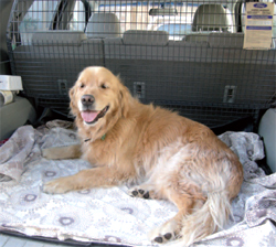 Dog lying on rug in rear of wagon