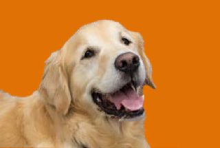 Dog with mouth open, tongue out