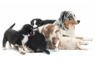 Six dogs playing together